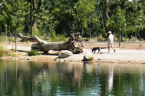 tingley Beach man walking dog